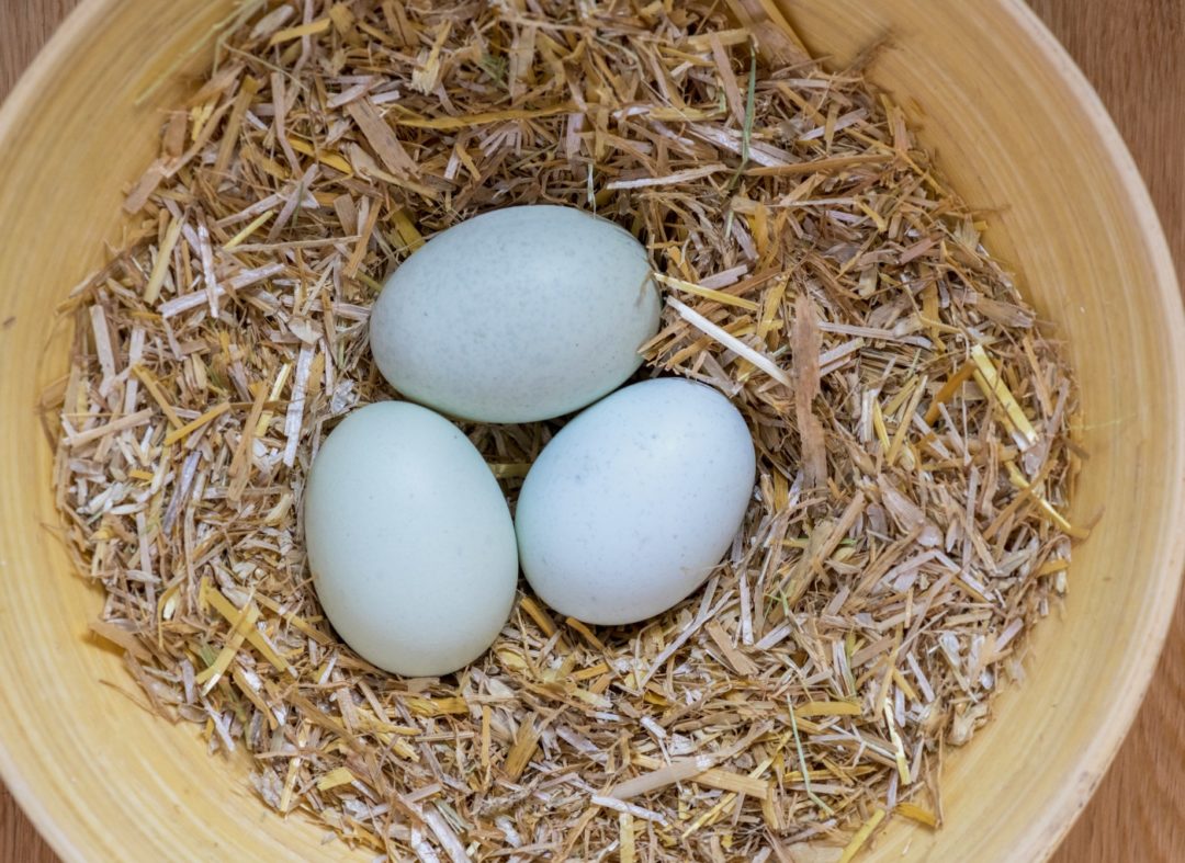 Blaue Eier der Ameraucana Hühner