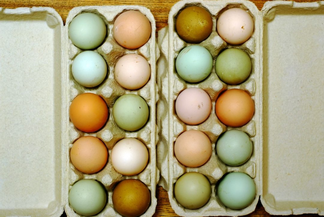 Blaue Eier der Ameraucana Hühner
