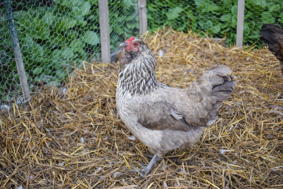 Blaulegerhühner im Stall