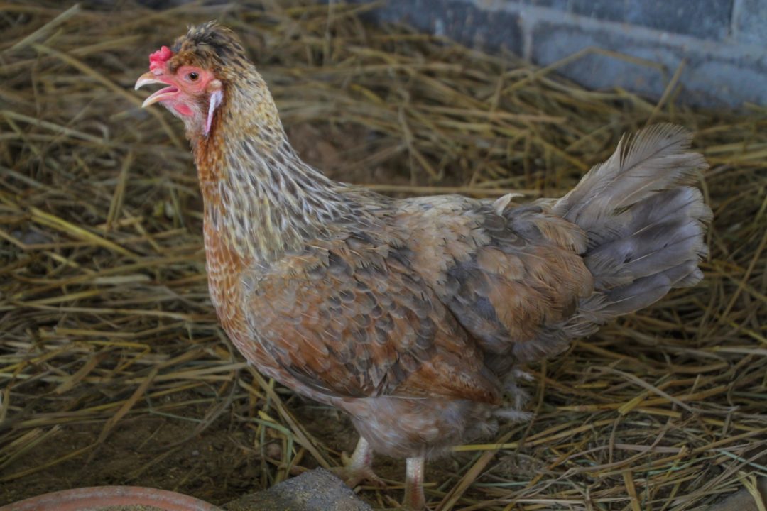 Legbar Henne im Hühnerstall