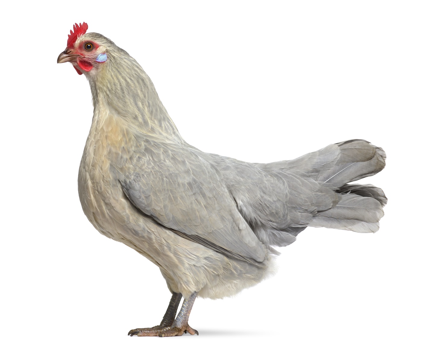 ZwergBrahma Die Riesen unter den Zwergen mit 2 Besonderheiten!