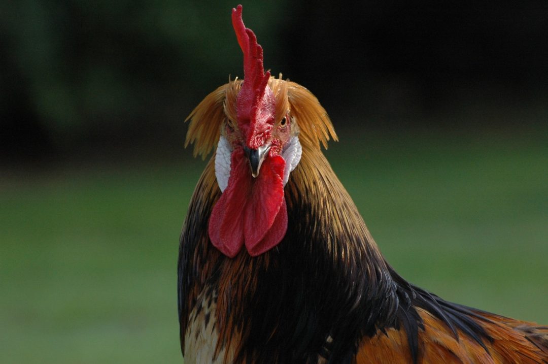 Brabanter Bauernhuhn und seine Haltung