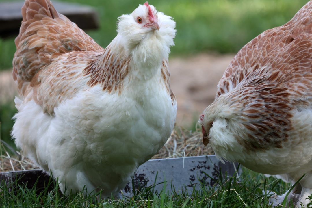 Haltung der Lachshühner im eigenen Garten