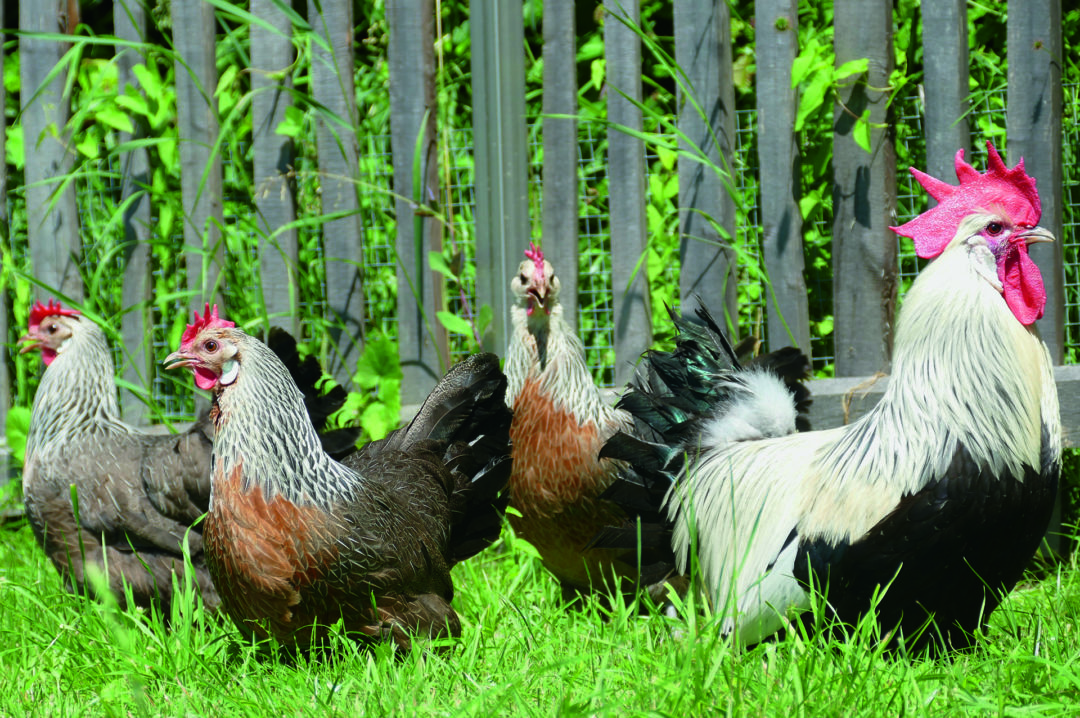 Haltung der Krüper Hühner im Garten