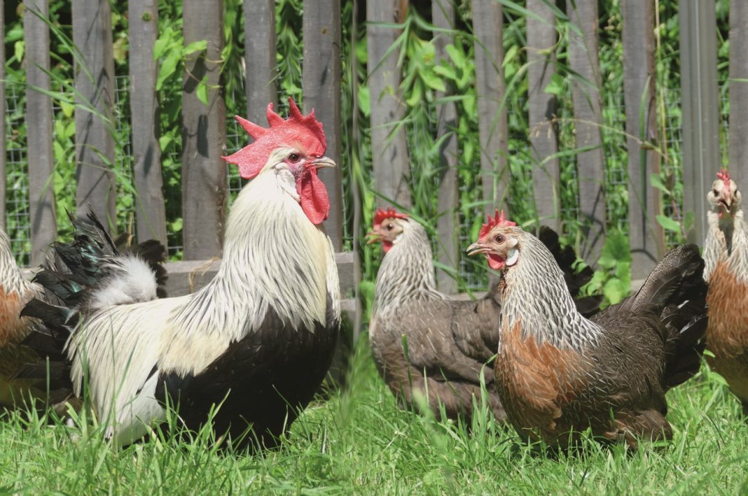 Krüper im großen Freilauf