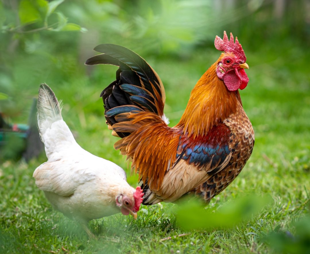 Bankivahuhn im Portrait: Herkunft, Haltung und Besonderheiten