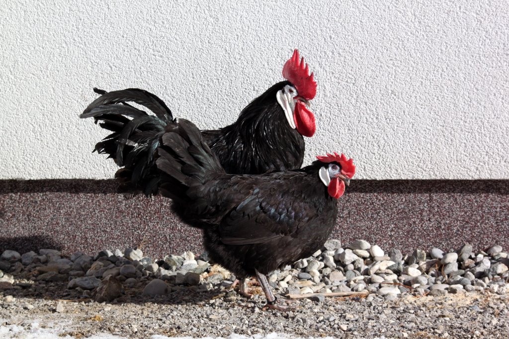 Spanier Hühner und ihre Haltung