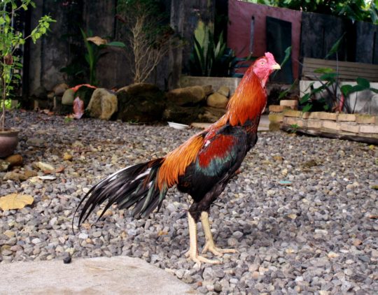 Sumatra Hühner