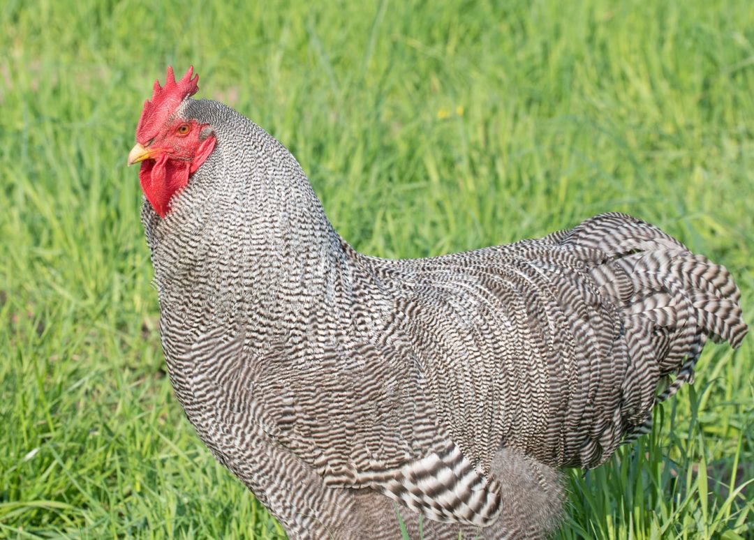 Zwerg-Amrock Hahn im Auslauf