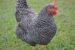Zwerg-Amrock Hühner auf der Wiese