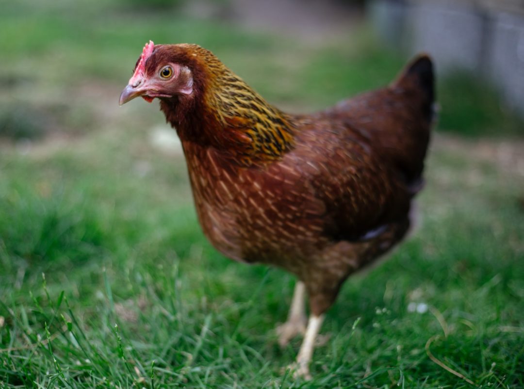 Holländische Zwerghühner - Quirrlige und frohwüchsige Familienhühner Holländische Zwerghühner - Quirrlige und frohwüchsige Familienhühner