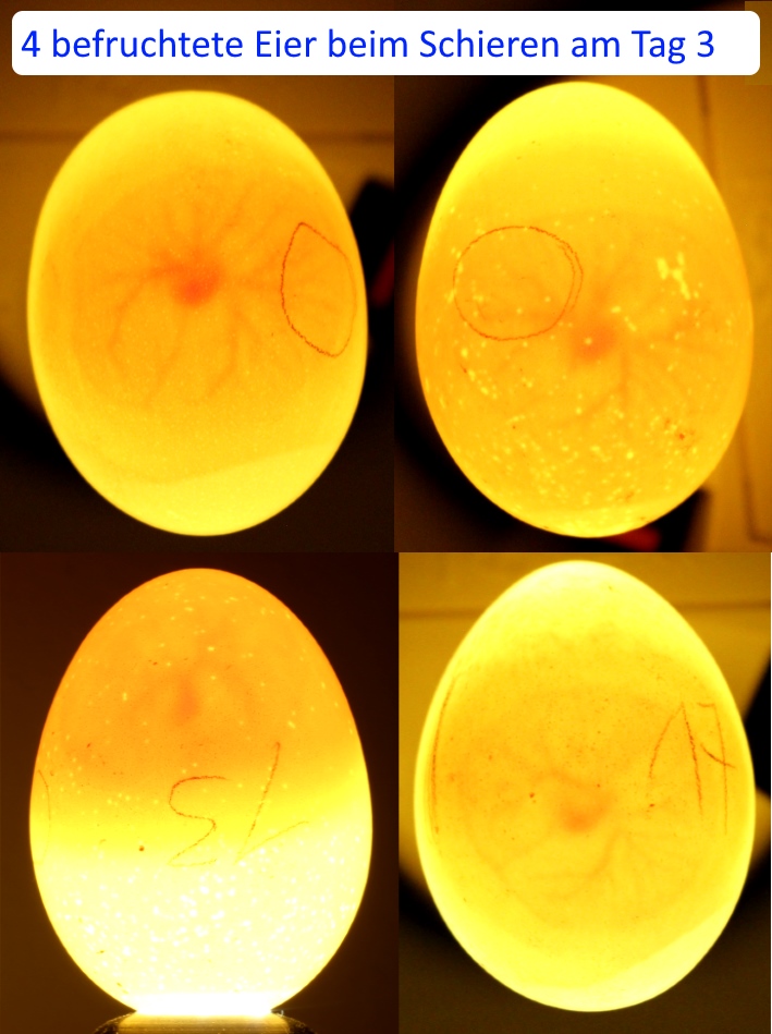 Befruchtete Hühnereier schieren am Tag 3