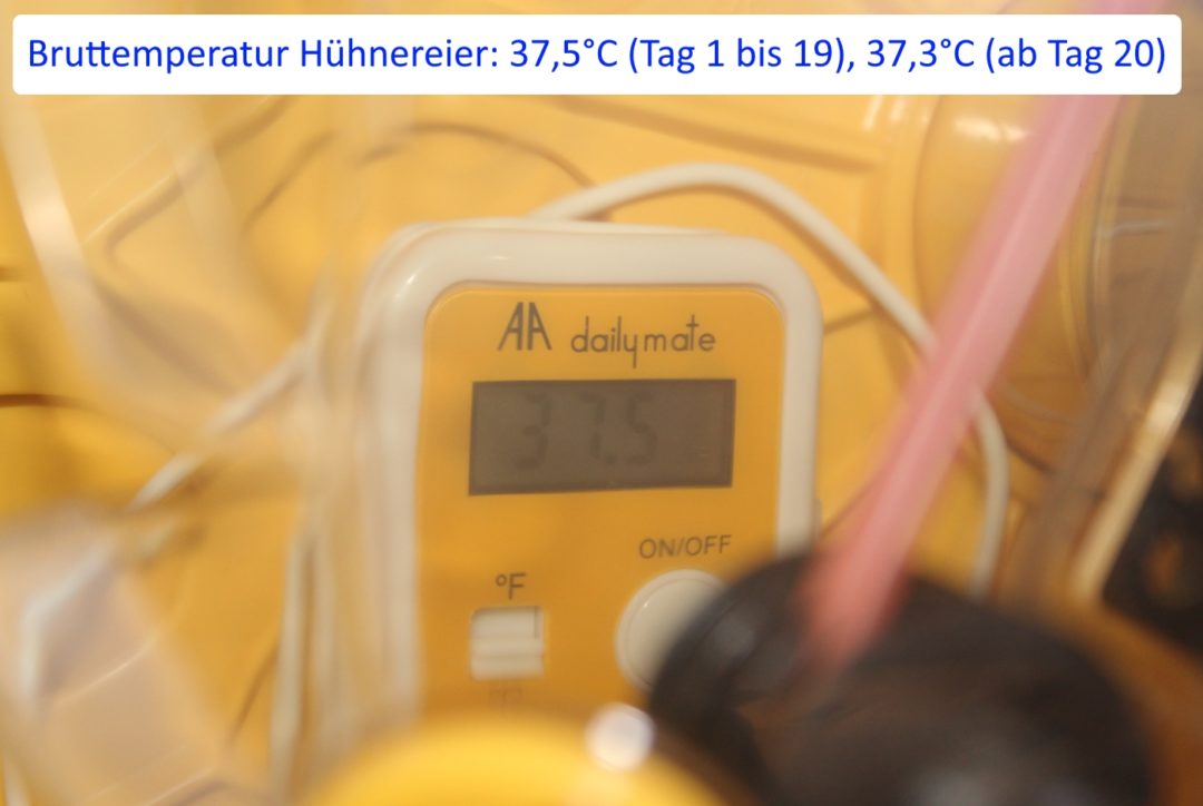 Bruttemperatur für Hühnereier