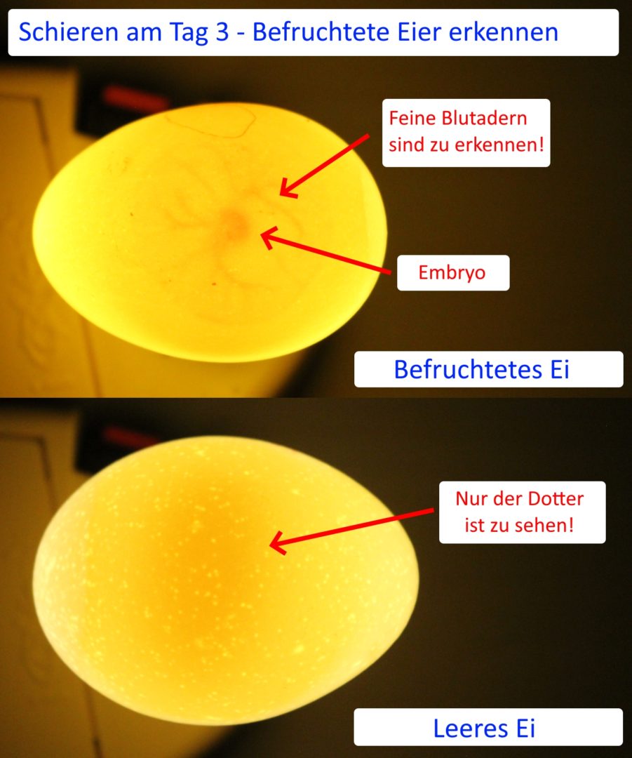 Eier schieren und befruchtete Eier erkennen