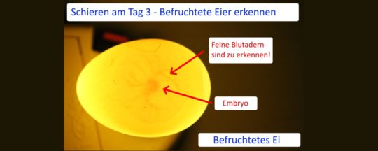 Eier schieren - Befruchtete Hühnereier