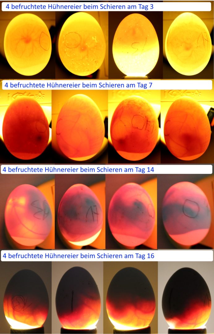 Entwicklung des Embryo im Hühnerei während der Brut