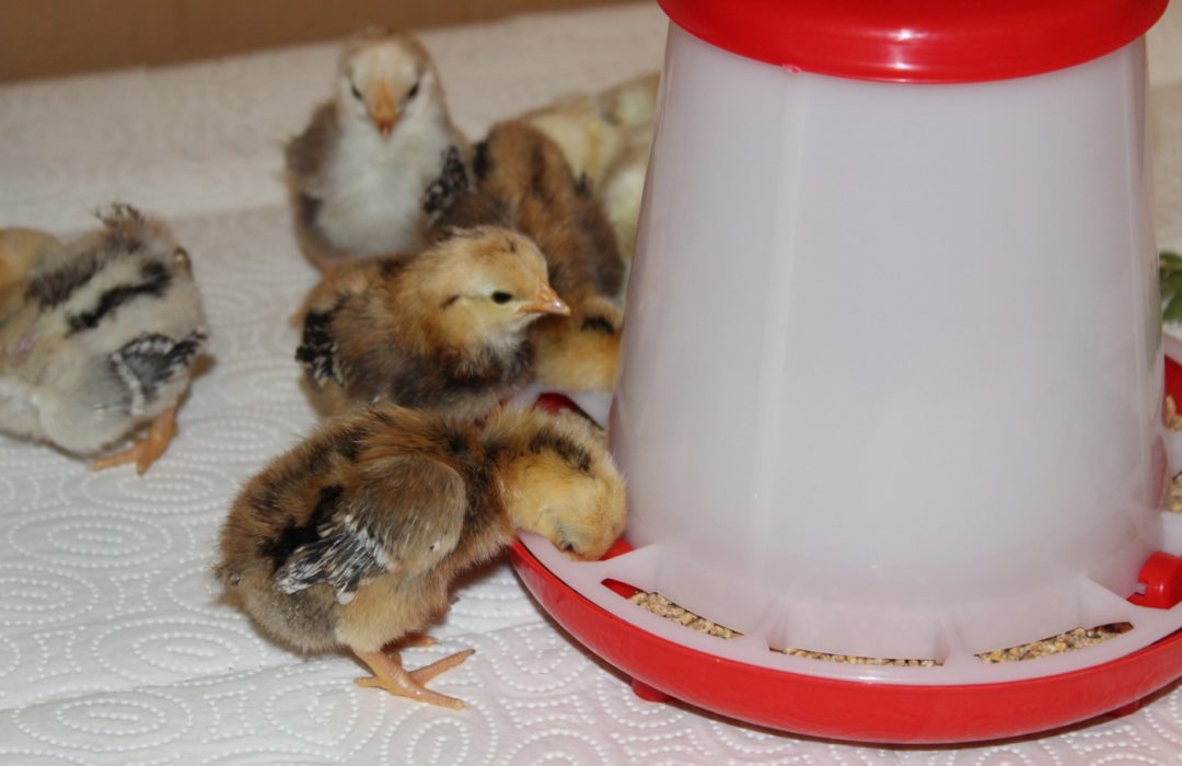 Hühnerküken Futterspender bei der Aufzucht