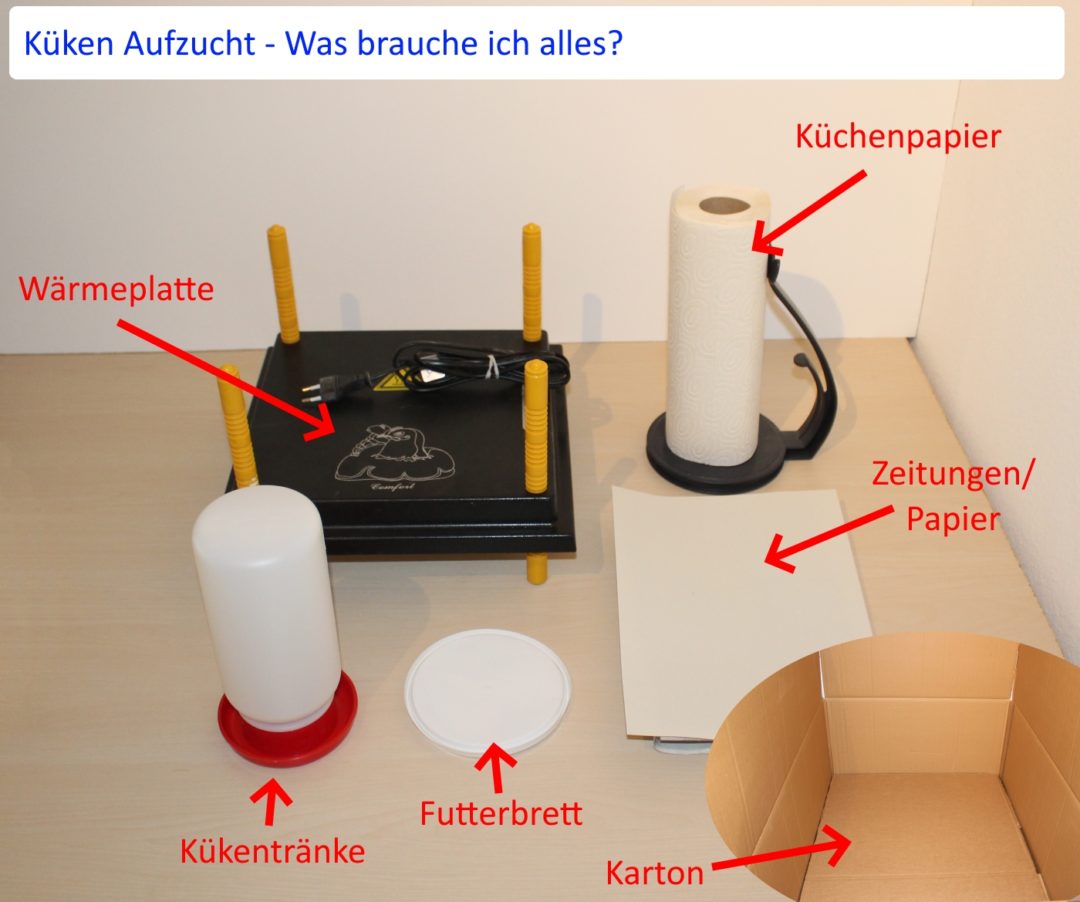 Küken Aufzucht - Welches Zubehör brauche ich?