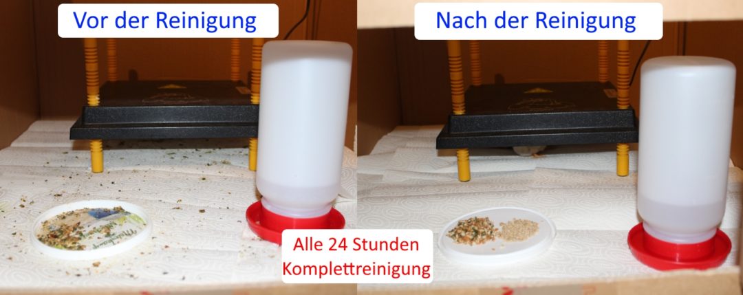 Sauberkeit bei der Kükenaufzucht