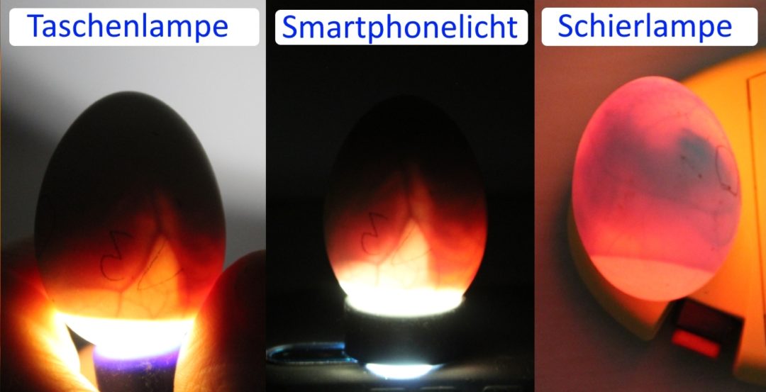 Eier schieren, Schierlampen Vergleich