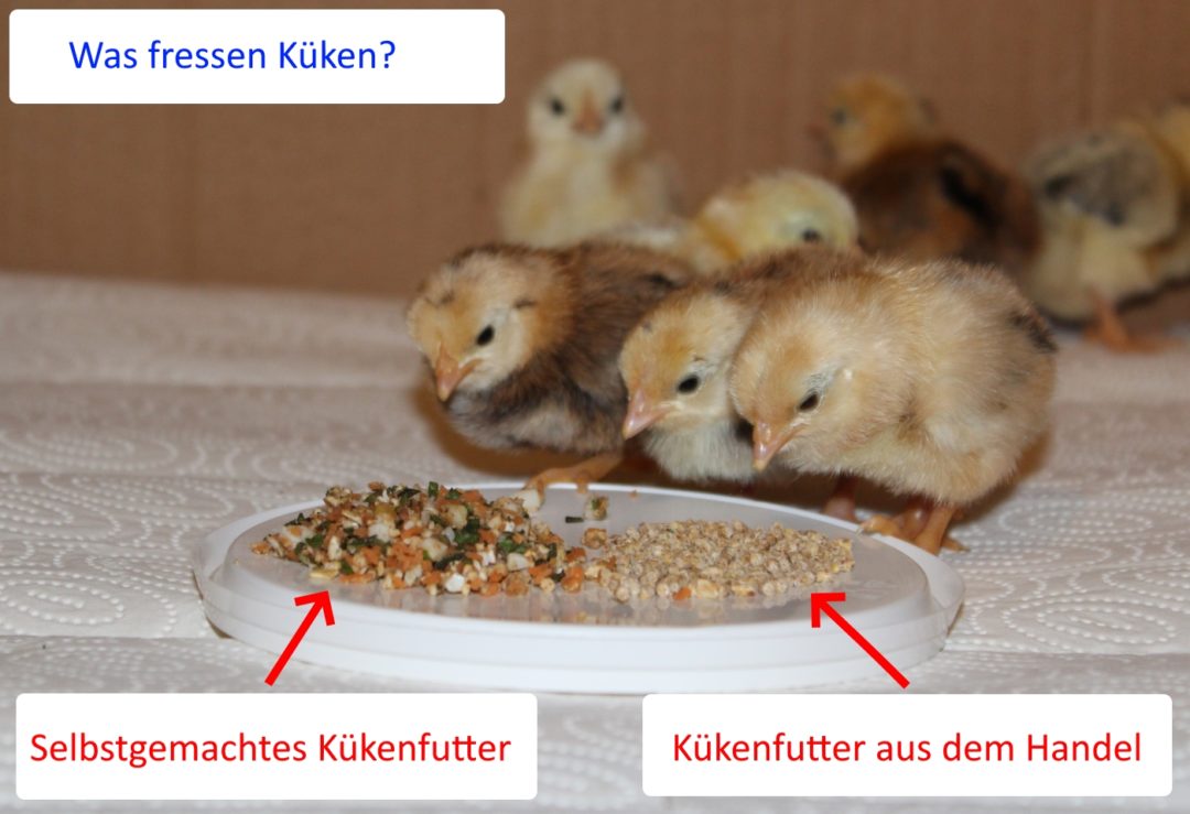 Was fressen Küken - Kükenfutter oder selbstgemachtes Futter