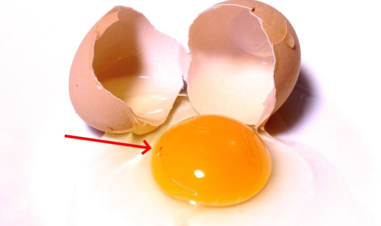 ROTER PUNKT IM EI WOHER KOMMT DAS visual data 4