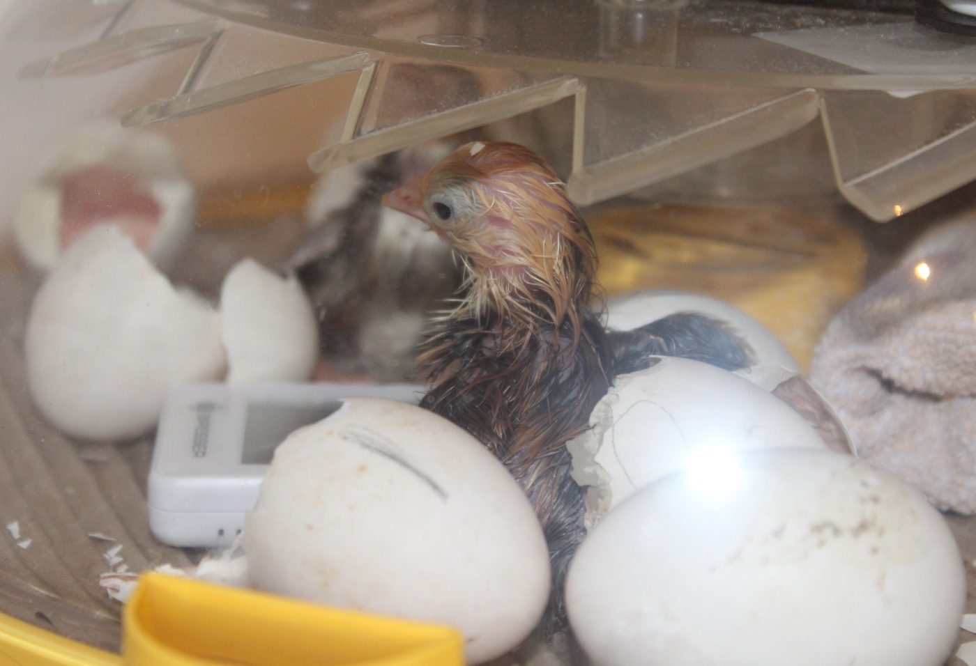 Küken schlüpfen Erste Anzeichen, Dauer und darf man Küken helfen? Küken schlüpfen Erste Anzeichen, Dauer und darf man Küken helfen?