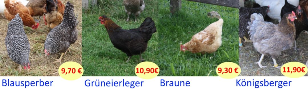 Was kostet ein Huhn - Legehühner