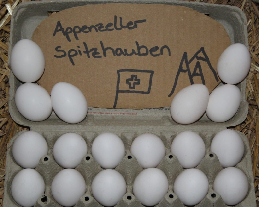 Auf dem Bild sieht man Eier der Appenzeller Spitzhauben