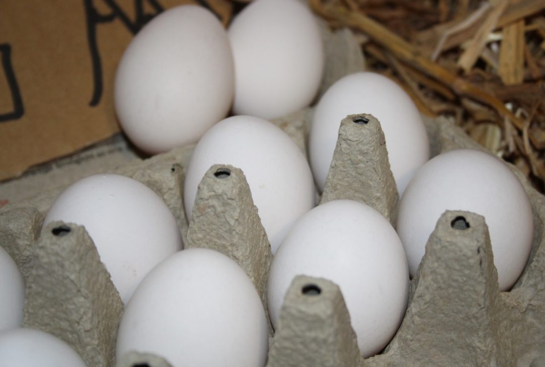 Typische Farbe der Eier der Appenzeller Spitzhaube