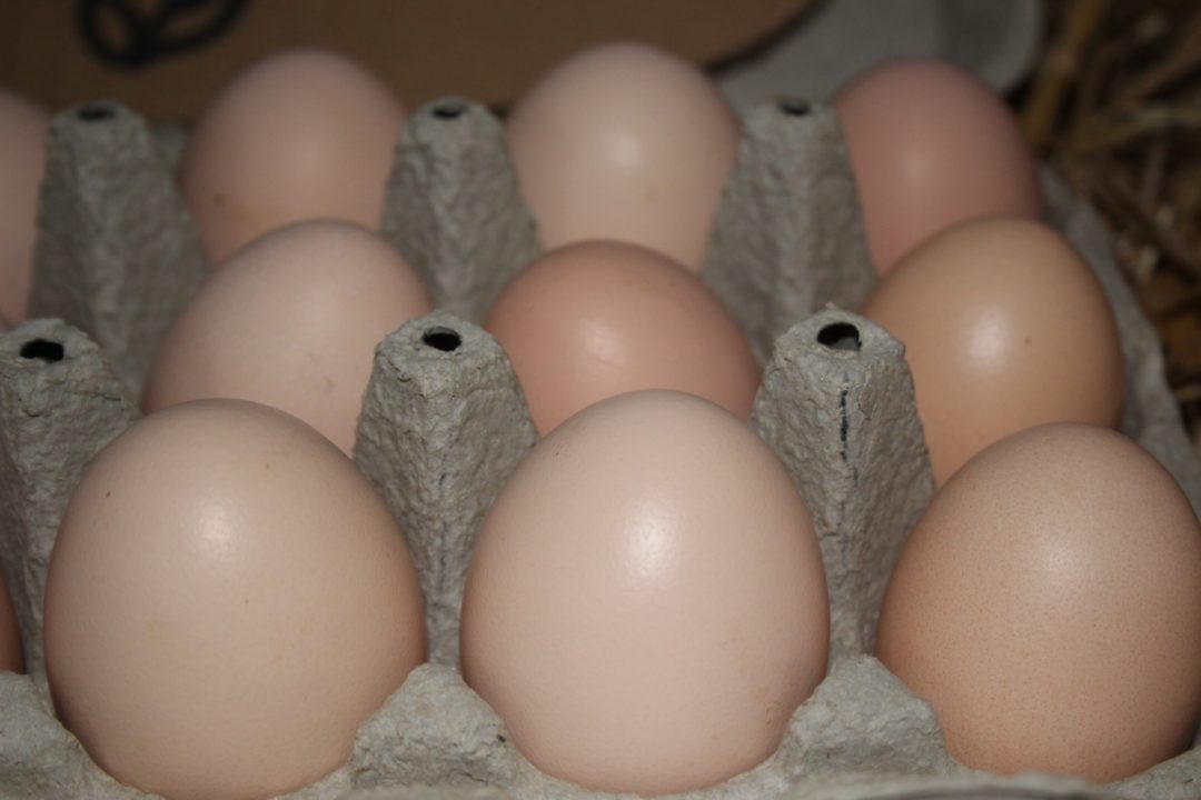 Foto auf denen man die Schalenfarbe der Eier der Schwedischen Blumenhühner gut erkennen kann