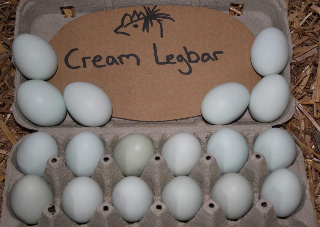 Auf dem Bild sieht man Eier der Cream Legbar Hühner