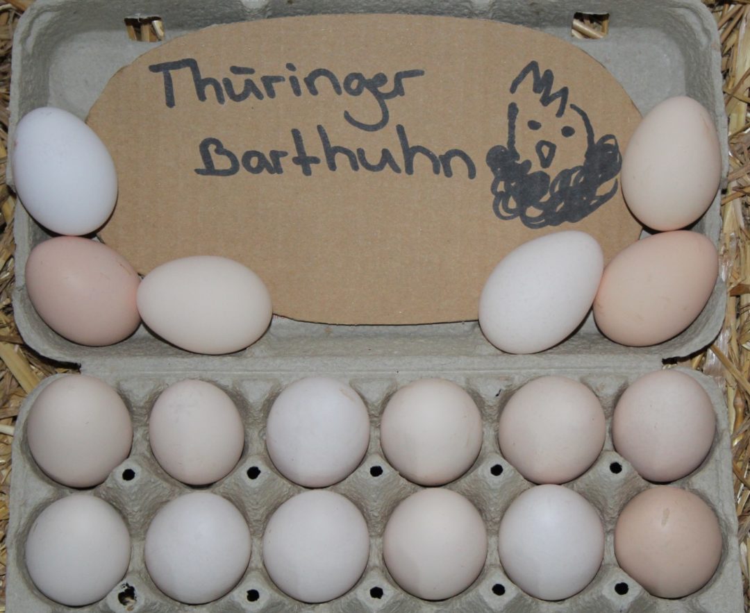 Zu sehen sind 24 Eier der Thüringer Barthühner