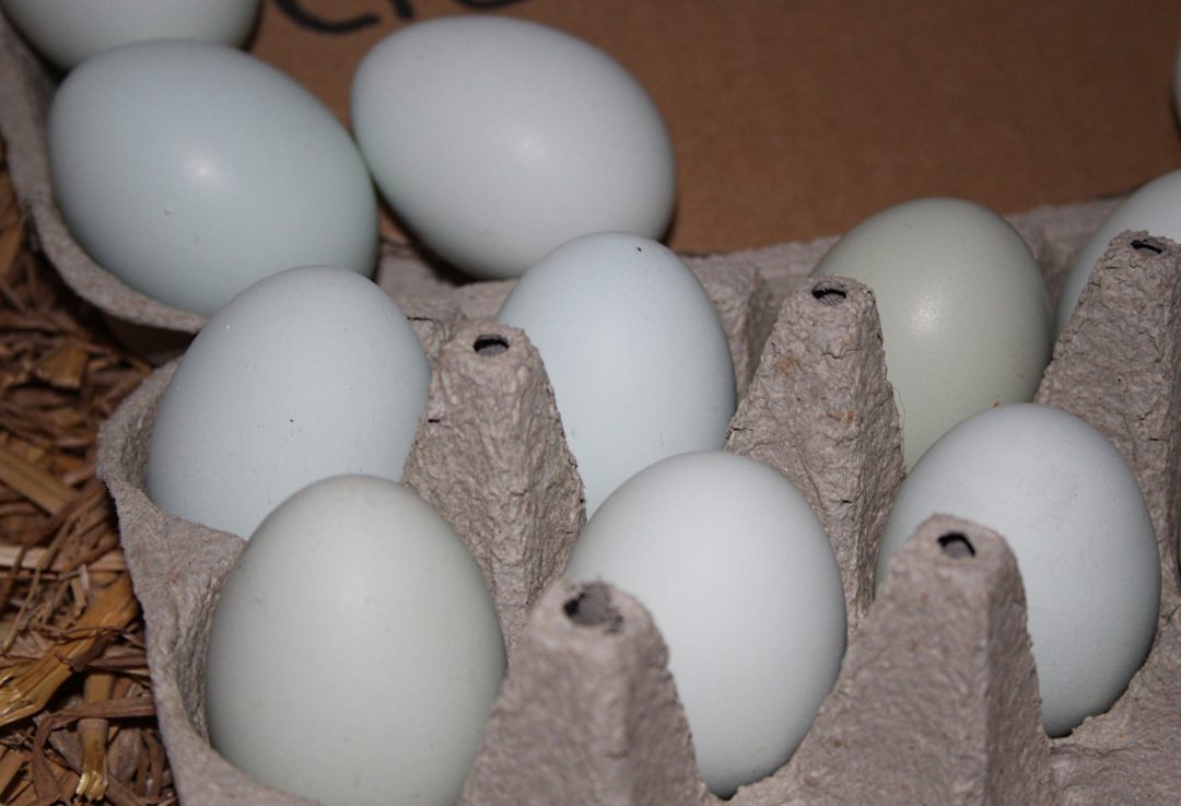 Blaue Eier der Cream Legbar Hühner in Eikarton