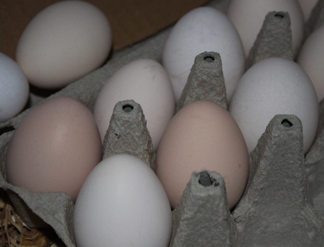 Eier mit unterschwiedlicher Farbe der Thüringer Barthühner
