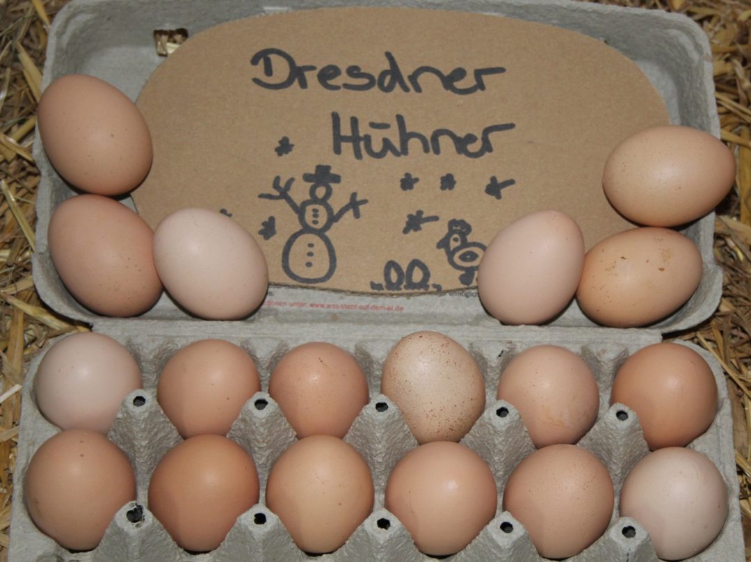 Zu sehen sind 18 Eier der Dresdner Hühner