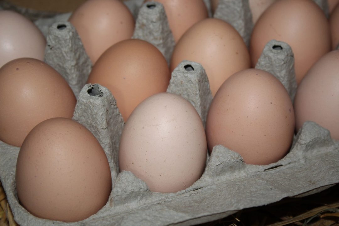 Eier mit brauner Farbe der Dresdner Hühner