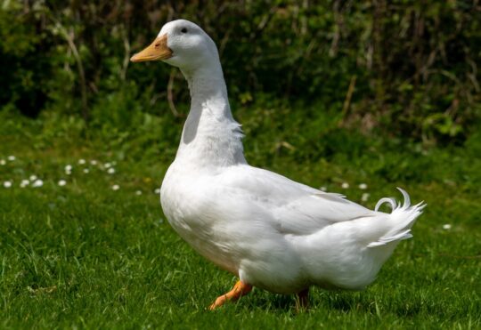 Aylesbury-Ente