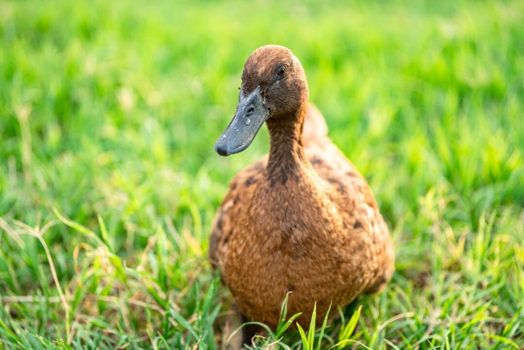 Campbell Ente im Auslauf