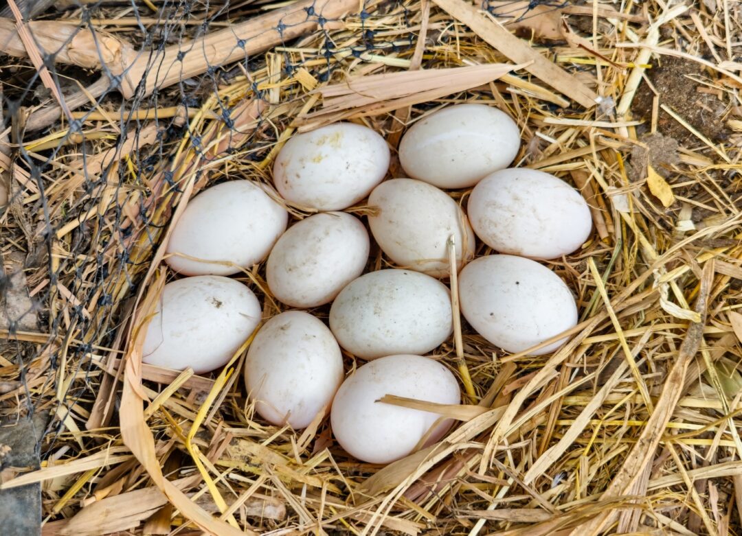Eier der Campbellente
