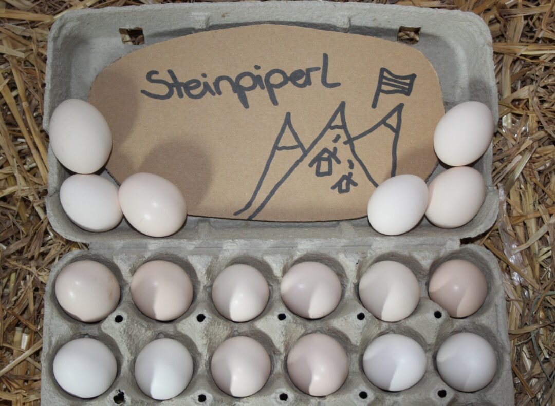 Eier der Steinpiperl Hühner