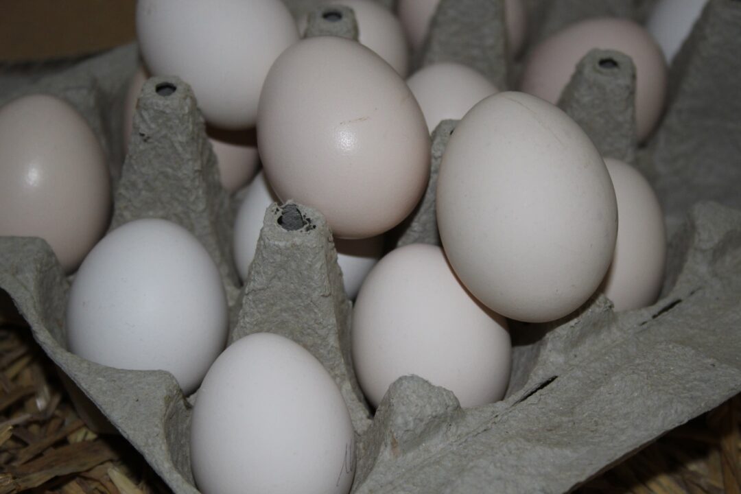 Farbe der Steinpiperl Eier