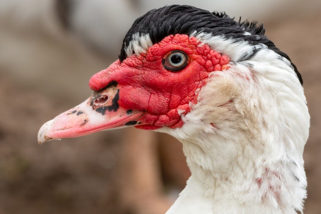 Ente mit Warzen im Gesicht