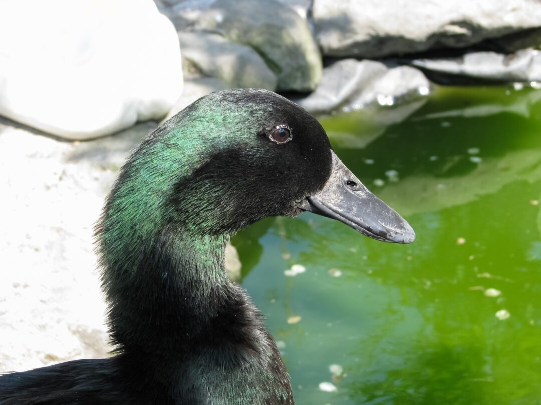 Grüne Ente am Wasser