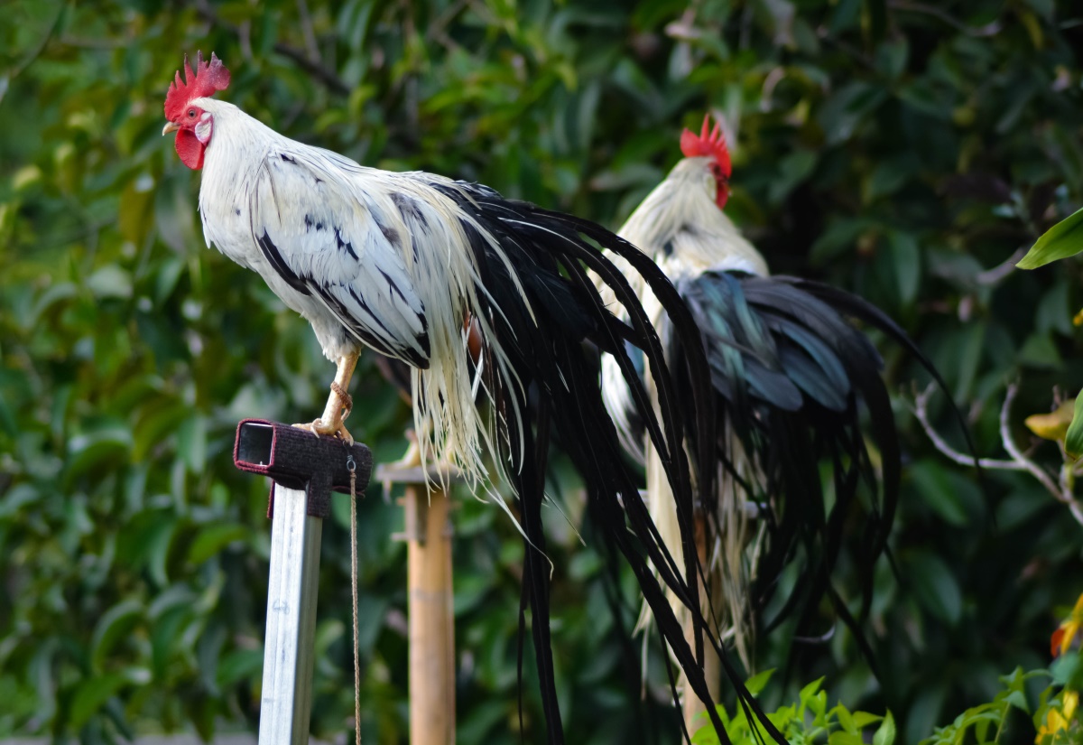 Onagadori Hühner Portrait 14 Meter Schwanz und spez. Haltung