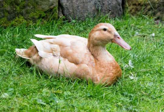 Orpington Ente auf einer Wiese