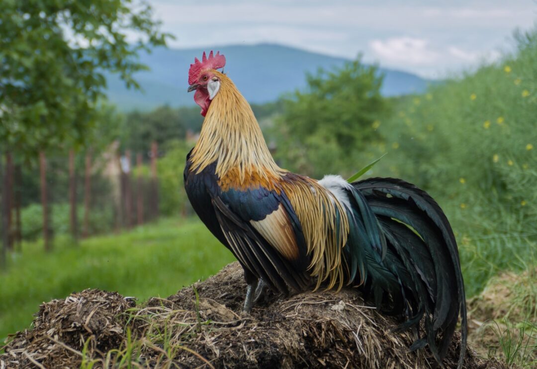 Orloff Huhn Russisches Nationalhuhn ist auch in Deutschland sehr gefragt