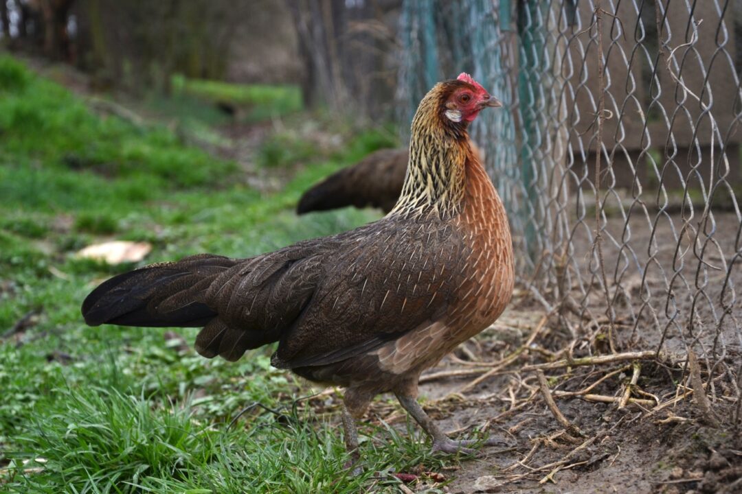 Phönix Henne im Auslauf