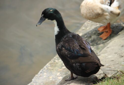 Pommernente im Portrait Legeleistung, Charakter und Haltung