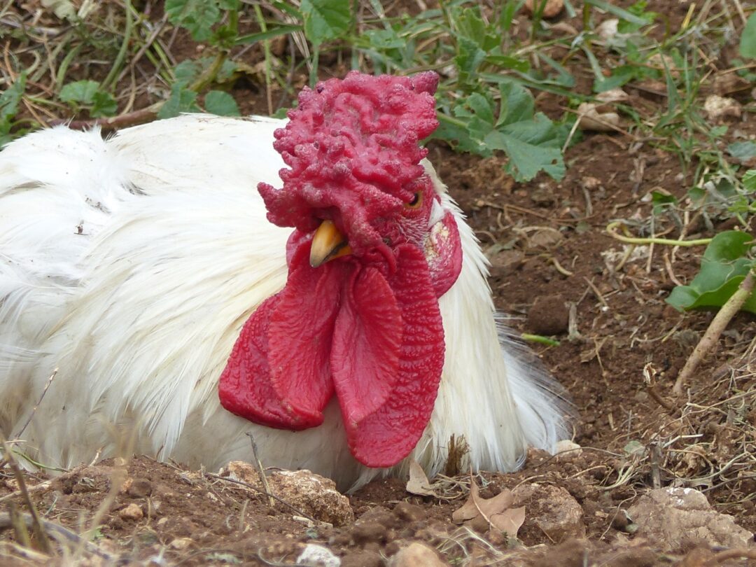 Schweizerhuhn Hahn und Haltung